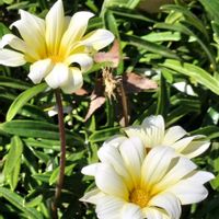 ガザニア,造花たちの画像