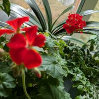 ゼラニウム,花のある暮らし,サブリビングの画像