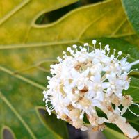 ヤツデ,天狗の団扇,八手,花言葉,感謝の画像