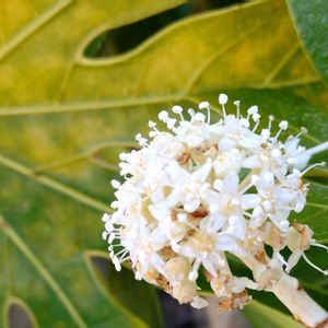 ヤツデ,天狗の団扇,八手,花言葉,感謝の画像