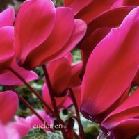 シクラメン,いつもありがとうございますの画像
