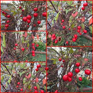 ナンテン,鉢植え,赤い実,赤い実が可愛い,明るい色の画像