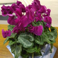 シクラメン,ポインセチア,ホープ札幌教会の画像