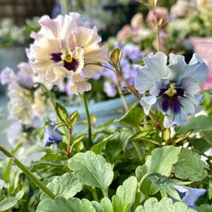 ビオラ レディ,鉢植え,かわいい♡,大好きなお花,素敵な花色の画像