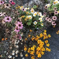 ジニア,百日草,道草,花のある暮らし,緑のある暮らしの画像