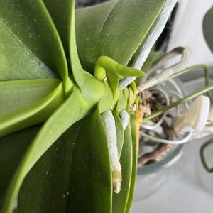 胡蝶蘭,胡蝶蘭,熟成胡蝶蘭キングアマビ,熟成胡蝶蘭キングアマビ,花のある暮らしの画像