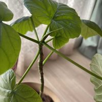 クワズイモ,モンステラ,サンスベリア　ハニーの画像