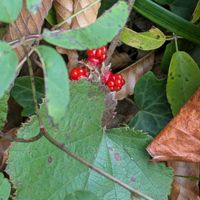 ウメモドキ,タマサンゴ,マンリョウ(万両),オオアリドオシ（一両）,フユイチゴ（冬苺）の画像