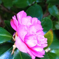 サザンカ,山茶花,花言葉,ピンク,感謝の画像