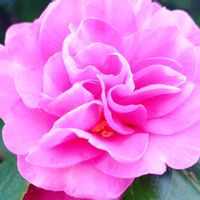 サザンカ,山茶花,花言葉,ピンク,感謝の画像