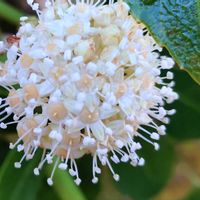 ヤツデ,天狗の団扇,八手,花言葉,感謝の画像