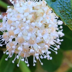 ヤツデ,天狗の団扇,八手,花言葉,感謝の画像