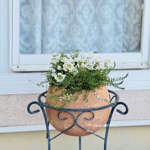 カルーナ ブルガリス,ネメシア　ピンクレモネード,寄せ植えの画像