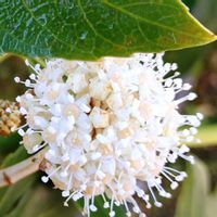 ヤツデ,天狗の団扇,八手,花言葉,感謝の画像