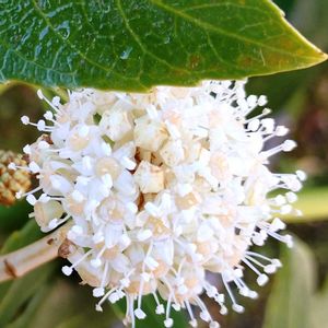 ヤツデ,天狗の団扇,八手,花言葉,感謝の画像