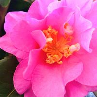 サザンカ,山茶花,花言葉,ピンク,感謝の画像