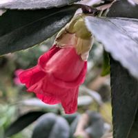 植木鉢,花いろいろ,バラと夢CLUB,おうち園芸,2019同期の画像