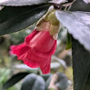 植木鉢,花いろいろ,バラと夢CLUB,おうち園芸,2019同期の画像