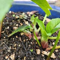 クリスマスローズ,玄関アプローチの画像