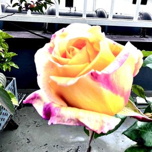 バラ,バラ,多肉,花うらら,ガーデンシクラメンの画像