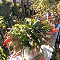 シャコバサボテン,月兎耳,多肉植物 エケベリア,開花中,☆カランコエの画像