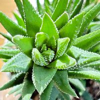 セントポーリア,パンジー,アロエベラ,今日のお花,今朝のウォーキングの画像