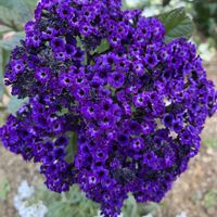 プリムラ,ヘリオトロープ,八重咲サザンカ,ビオラ・パンジー,動物病院の画像