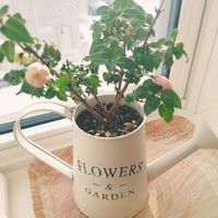 フクシア,ジョウロ,鉢植え,北海道,初冬の画像