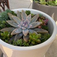 虹の玉,秀麗,森村万年草,多肉植物,多肉大好きの画像