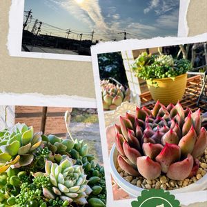 グリーンネックレス,多肉植物,可愛い,元気！,もりもり多肉の画像