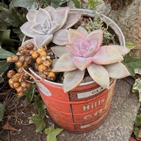 ジンチョウゲ,ラナンキュラス,桜月,多肉植物,多肉の寄せ植えの画像