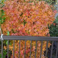 モミジ,可愛い,癒し,紅葉（こうよう）,ありがとう❤️の画像