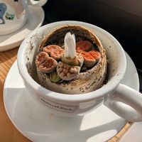 リトープス,花壇,花壇・植え込み,おうち園芸,自慢の庭の画像