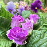 プリムラ　ジュリアン,バラ咲きジュリアン・ブルーベリーのムース,バラ咲きジュリアン  ピーチフロマージュ,プリムラジュリアンジュエル,プリムラジュリアンジュエルの画像