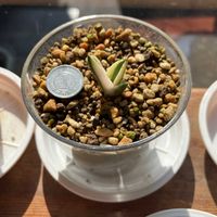 アガベ スナグルトゥース,アガベ チタノタ スナグルトゥース,葉挿し,挿し穂,スナグルトゥースの画像