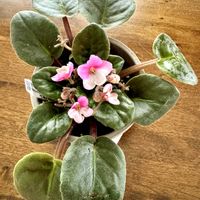 セントポーリア,セントポーリア,室内の画像