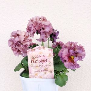 パンジー・ビオラ,ローブ・ドゥ・アントワネット,パンジー ローヴ・ドゥ・アントワネット,ベランダガーデン,花のある暮らしの画像