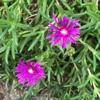 マツバギク,マツバギク,ご近所,マイペースに,心穏やかに♡の画像