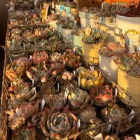 多肉,エケベリア,多肉植物,ベランダガーデン,バルコニー/ベランダの画像