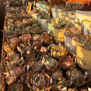 多肉,エケベリア,多肉植物,ベランダガーデン,バルコニー/ベランダの画像