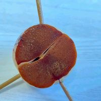 アボカド,アボカド栽培,花のある暮らし,癒される♡,花と緑のある暮らしの画像