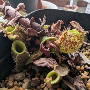ネペンテス・アンプラリア,食虫植物ウツボカズラ,観葉植物,食虫植物,ガーデニングの画像