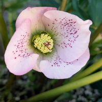 クリスマスローズ,クリスマスローズ散らず桜,クリスマスローズ散らず桜,ホピー鈴蘭園,童仙房の画像