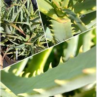 アロエ,イチゴ,松葉菊,マツバキク,いちごの葉の画像