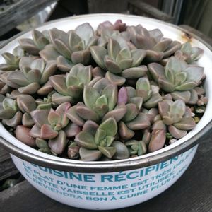 大根, ブロンズ姫,宮重総太大根,宮重総太大根,ガーデニングの画像