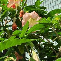 チョウセンアサガオの画像