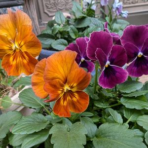 パンジー,小輪パンジー　わらく,寄せ植え,ガーデニング,花のある暮らしの画像