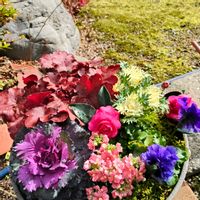 ネメシア,パンジー,葉牡丹,ヒューケラ,山茶花の画像