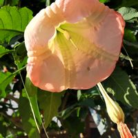 チョウセンアサガオの画像