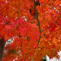 サザンカ,サザンカ,ストック,モミジ,川沿いの画像